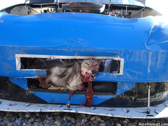 NASCAR Dead Coyote - Click for larger image