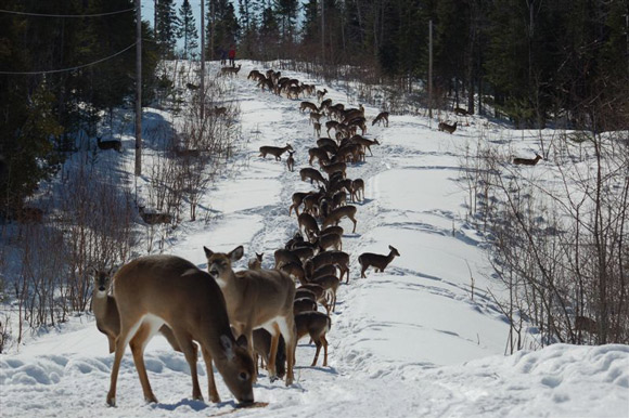 Deer on a snowmobile trail